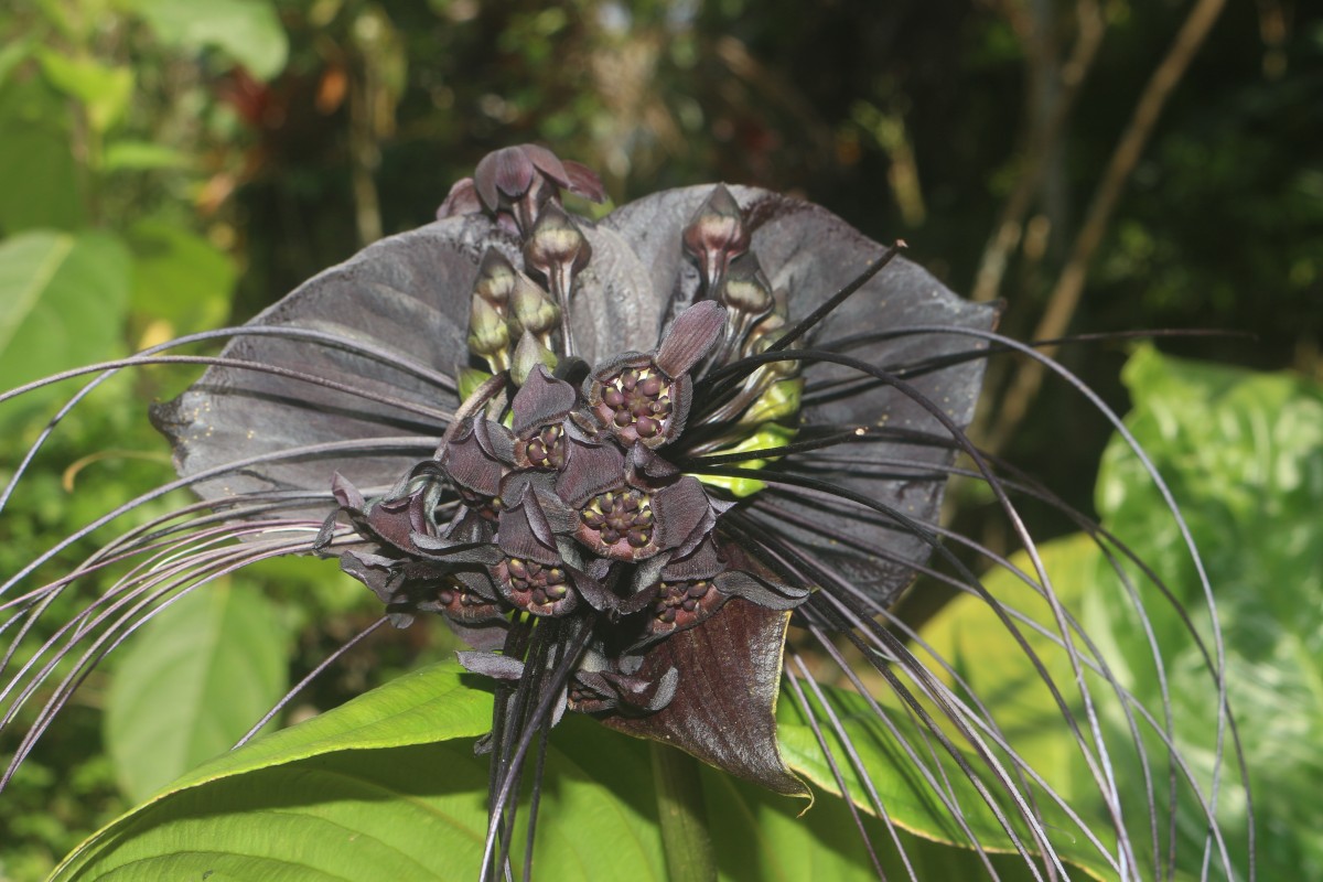 Tacca